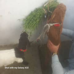 I am selling my goats age 5 month's