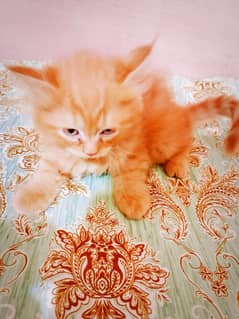petition cat