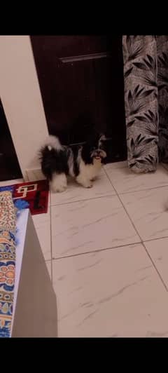 Pure breed healthy and playful shitzu pair for sale urgent