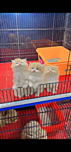 blue eyes white Persian kitten|Triple long coat |WhatsApp. 03250387943