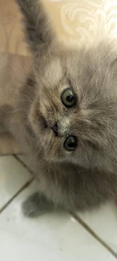 piki punch kitten