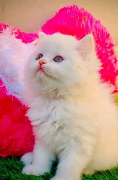 Persian