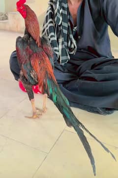 Murga Aseel