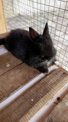 Netherland dwarf bunny