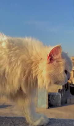 Persian home female cat