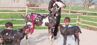 Desi Bakri Our 2 Bacchon Ka Sath For Sale, CALL,03704815729