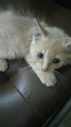kitten