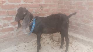 bakra for sale