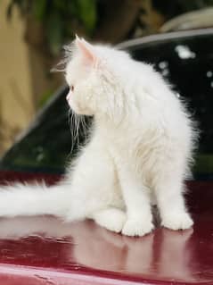 Siberian