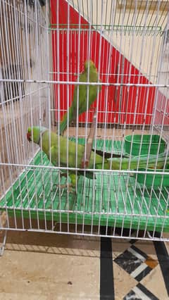 Green parrot pair,Green and blue fisher pair