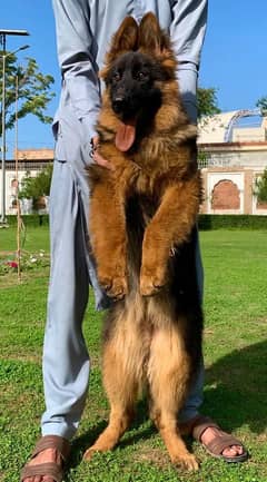 German Shepherd Male Long Coat Dog For Sale