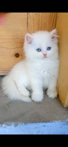 blue eyes white Persian kitten|Triple long coat |WhatsApp. 03250387943