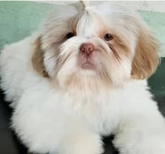 shitzu puppy 03198435459