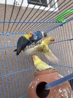 Birds for sale with cage.