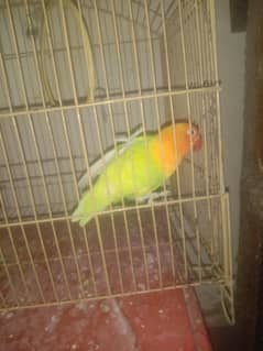 love birds