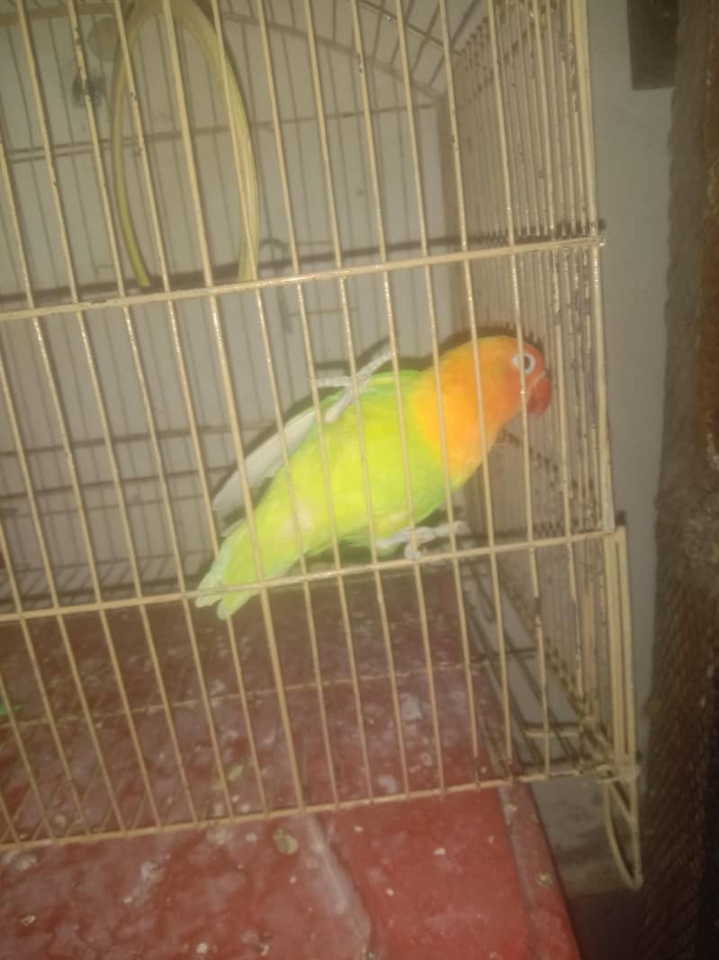 love birds 0