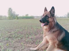 German Shepherd Guard Dog for Sale – Obedient & Protective