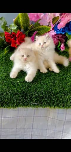 blue eyes white Persian kitten|Triple long coat |WhatsApp. 03250387943