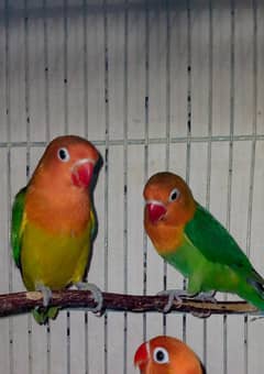 Love bird for sale