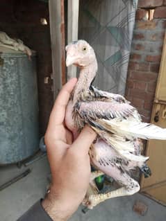 pure mianwali aseel chicks pair