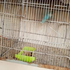 parrots
