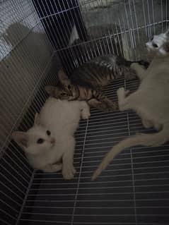 Persian cats