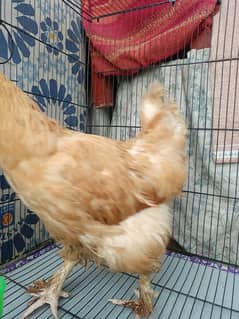 12 month Golden buff female egg laying for sale