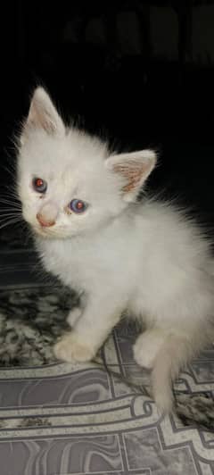 kittens for sale