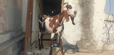 beetal giat for sale