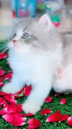 Persian kitten | triple long coated Kittens |  03406947464 WhatsApp