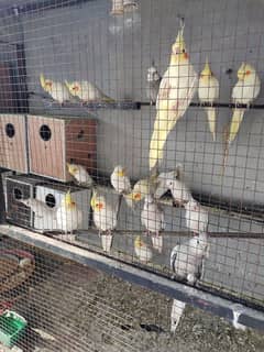 Cocktails