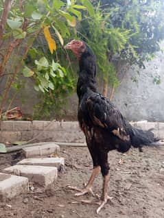 black aseel female  age 1 year, eggs 24 capacity, healthy active ,