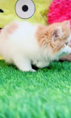 Persian kitten | triple long coated Kittens |  03406947464 WhatsApp