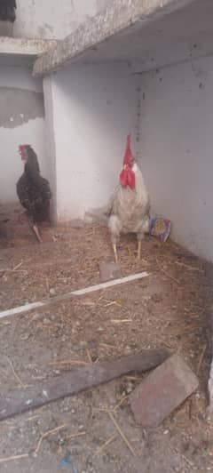 hens for sale