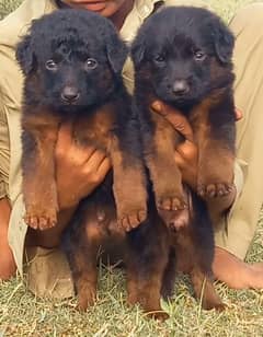 German Shepherd puppies for sale