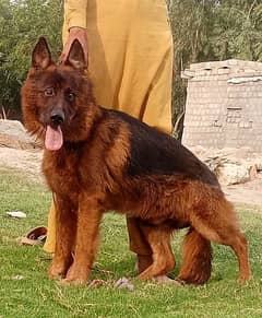 German