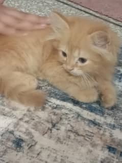 beautiful persion male kitten very playfull and active