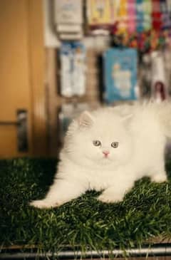 Persian kitten | triple long coated Kittens |  03406947464 WhatsApp