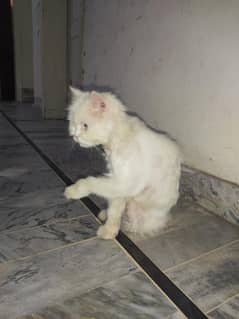 Triple coated cat Persian
