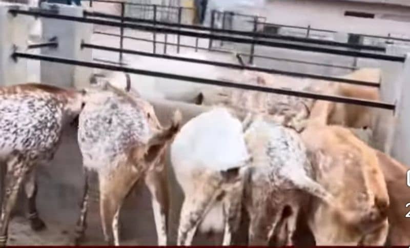 محنتی اور ایماندار شخص درکار ہے – چھوٹی فیملی کے ساتھ رہائش فری 0