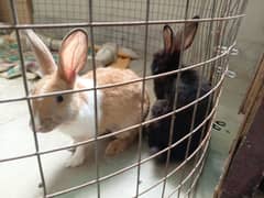 male and female rabbits