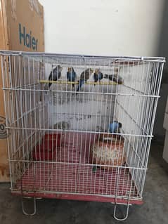 6 birds child to adult pair and one love bird and three cages far sale