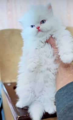 Persian kitten | triple long coated Kittens |  03406947464 WhatsApp