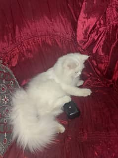 cat pair for sale