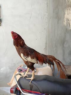 Aseel murgha