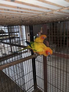 Pair