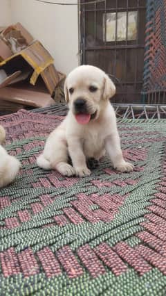 Labrador Puppies For Sale