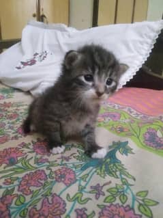 kitten