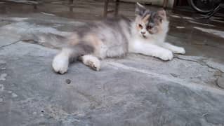 Persian Pure Cat Kitten Pair