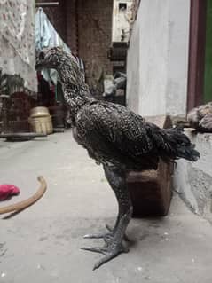 dragon aseel chicks